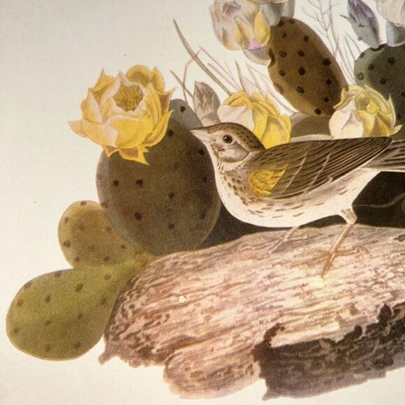 Vesper Sparrow Print Roger Tory Peterson Lithograph Audubon Birds of America - Picture 6 of 10